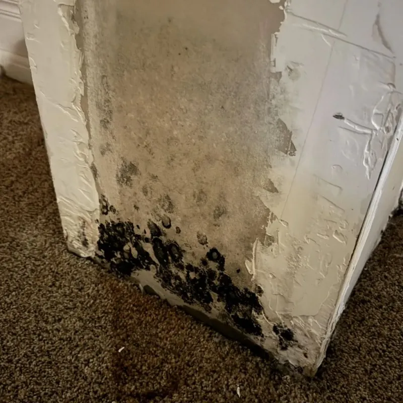 Professional Mold Removal in Lanark, IL